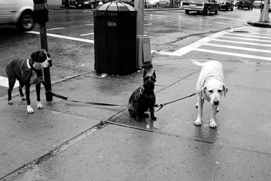 Vanderbilt Avenue, Prospect Heights.