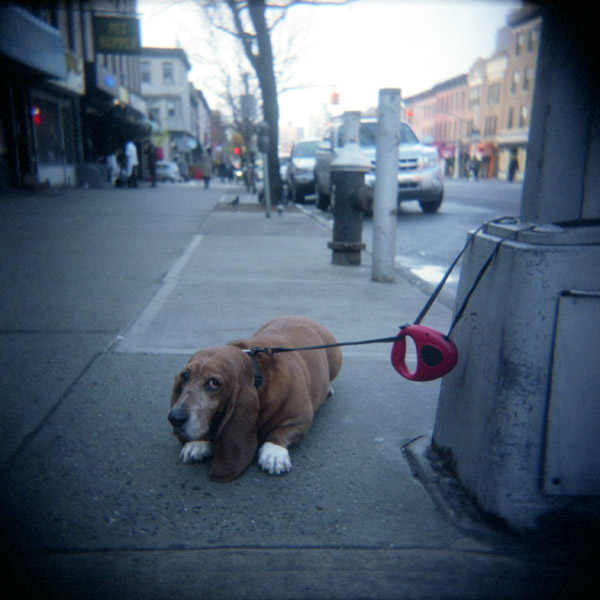 Vanderbilt Avenue, Prospect Heights.