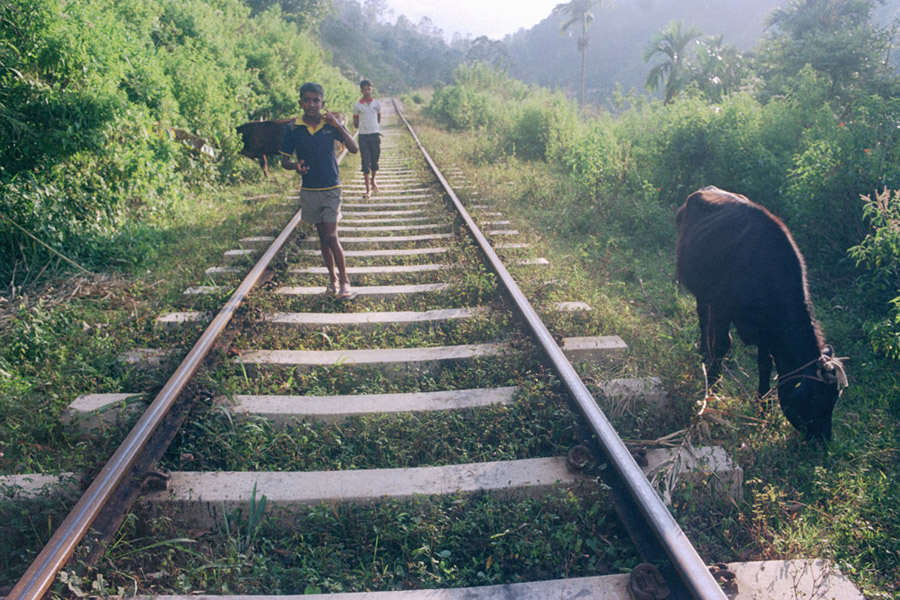 Ella, Sri Lanka 2014: boys walking home along the train tracks.