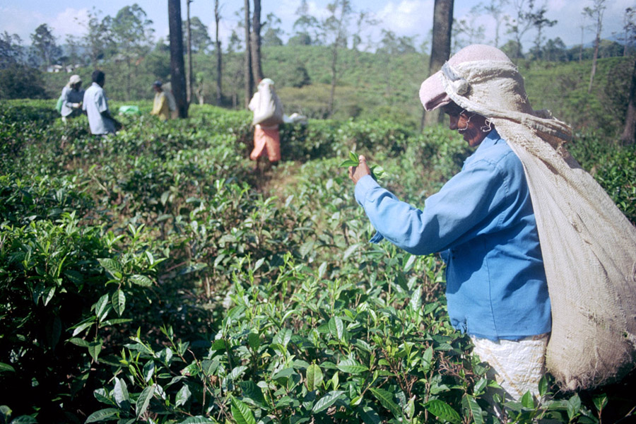 Ella, Sri Lanka 2014: tea pickers at a plantation near town.