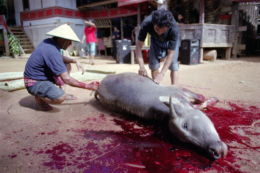 Parinding, Sulawesi, Indonesia: 2010: photo of buffalo slaughter from a Rambu Solo (funeral celebration). The buffalo--sometimes large adults--are slashed through the neck without sedation. One funeral I attended featured a death far worse than the one pictured; the buffalo ran away after the throat cutting, fell down a muddy bank at least 50 meters, then landed heavily into a stream before dying.