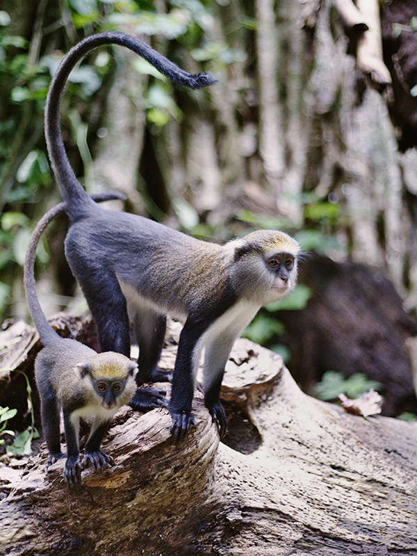 Boabeng-Fiema monkey sanctuary, Ghana 2018.
